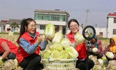 江苏一村庄大白菜种植技巧与管理要点(江苏大白菜几月份播种)