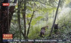 邻居目击老人遭野猪攻击致死事件详细经过(野猪袭击人)