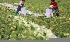 江苏村庄大白菜成熟 网友纷纷关注种植技巧(江苏白菜基地)