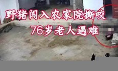 野猪闯入民宅致老人死亡 我们能做些什么防范(野猪闯进)