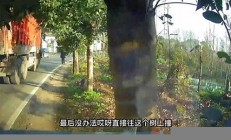 车主撞树骗保身亡 保险诈骗的法律后果是什么(车撞树怎么走保险流程)